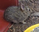 Orphaned Cottontail Rabbits