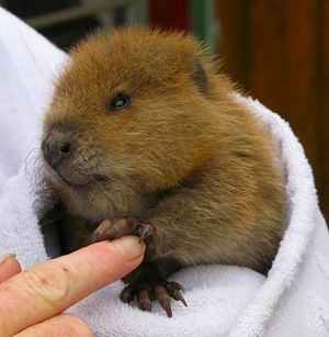 Beaver Baby