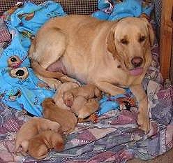 Honey and Puppies