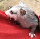 orphaned opossum