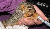 Rehabilitating Baby Squirrels